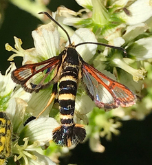 Synanthedon chrysidipennis