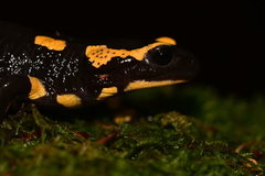 Salamandra salamandra terrestris