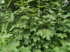 Acer pseudoplatanus
