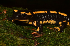 Salamandra salamandra terrestris