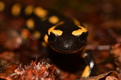 Salamandra salamandra terrestris