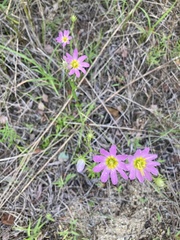 Sabatia kennedyana