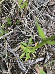 Sabatia kennedyana