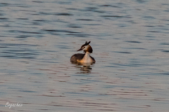 Podiceps cristatus