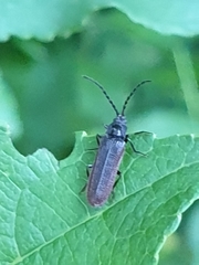 Omalisus fontisbellaquei