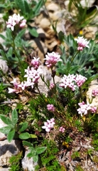 Asperula supina caespitans