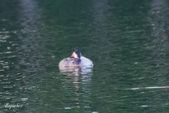 Podiceps cristatus