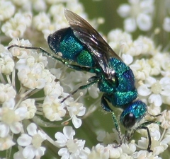Ceratochrysis