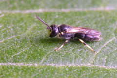 Hylaeus mesillae