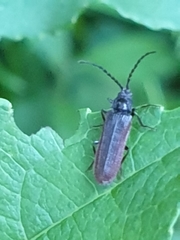 Omalisus fontisbellaquei