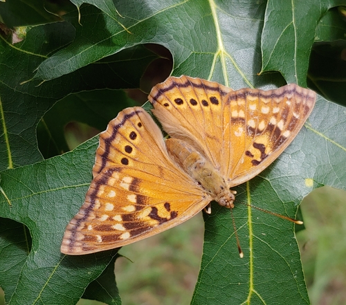 Tawny Emperor, photo 5 of 10