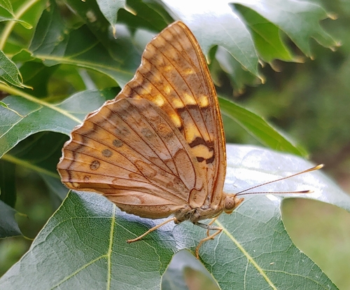 Tawny Emperor, photo 9 of 10
