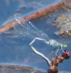 Ischnura perparva