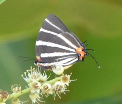 Panthiades bathildis