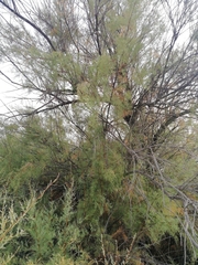 Tamarix africana