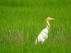 Bubulcus ibis