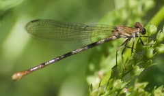 Argia emma