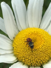 Holcopasites calliopsidis