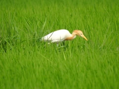 Bubulcus ibis