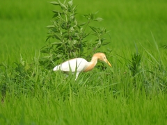 Bubulcus ibis