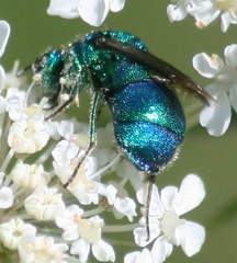 Ceratochrysis
