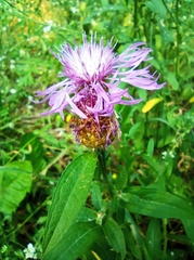Centaurea jacea