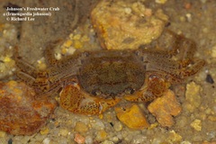 Irmengardia johnsoni