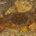 Johnson's Freshwater Crab - Photo (c) venus5026, some rights reserved (CC BY-NC), uploaded by venus5026