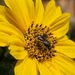 photo of Augochlorine Sweat Bees (Augochlorini)