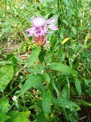 Centaurea jacea