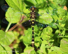 Gomphomacromia paradoxa
