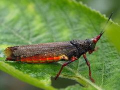 Taphronota stali