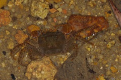 Irmengardia johnsoni