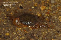 Irmengardia johnsoni