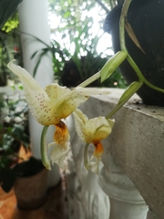 Stanhopea ruckeri