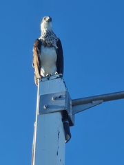 Pandion haliaetus