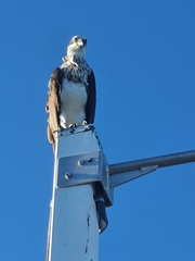 Pandion haliaetus