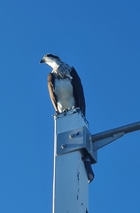 Pandion haliaetus