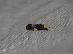 Monopis trigonoleuca