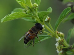 Phytomia incisa