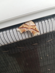 Plagodis phlogosaria