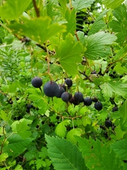 Ribes