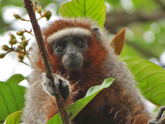 Plecturocebus ornatus