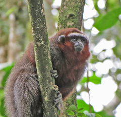 Plecturocebus ornatus