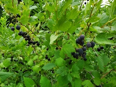 Ribes