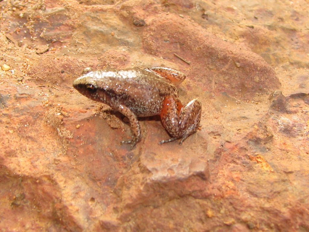 Slender Frog