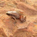 Austrochaperina gracilipes - Photo (c) Richard D Reams,  זכויות יוצרים חלקיות (CC BY-NC), הועלה על ידי Richard D Reams