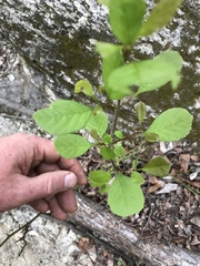 Fraxinus berlandieriana