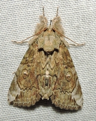 Plotheia exacta