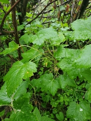 Ribes hudsonianum